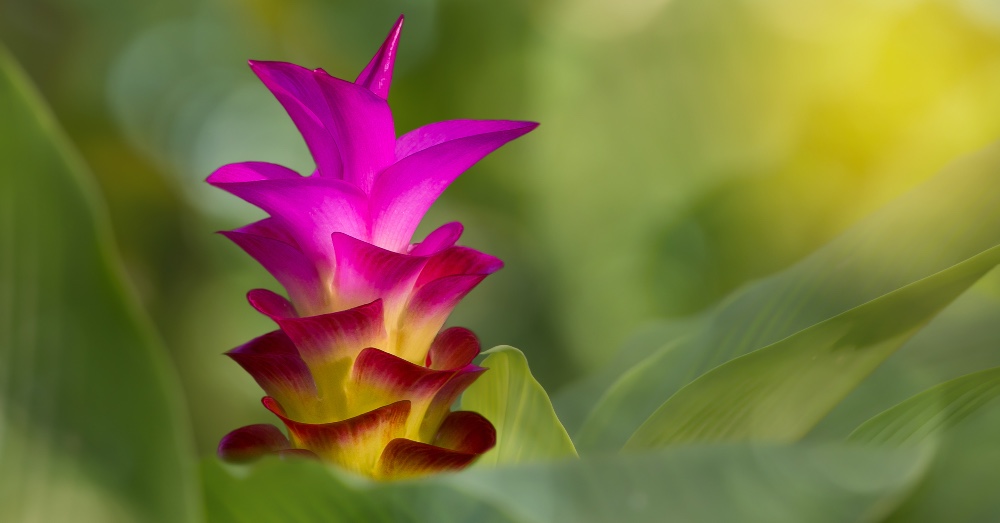 Raíces de cúrcuma frescas