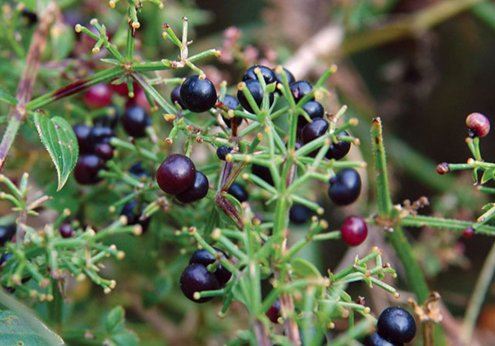El Uso de Mañjiṣṭhā en la Tradición India