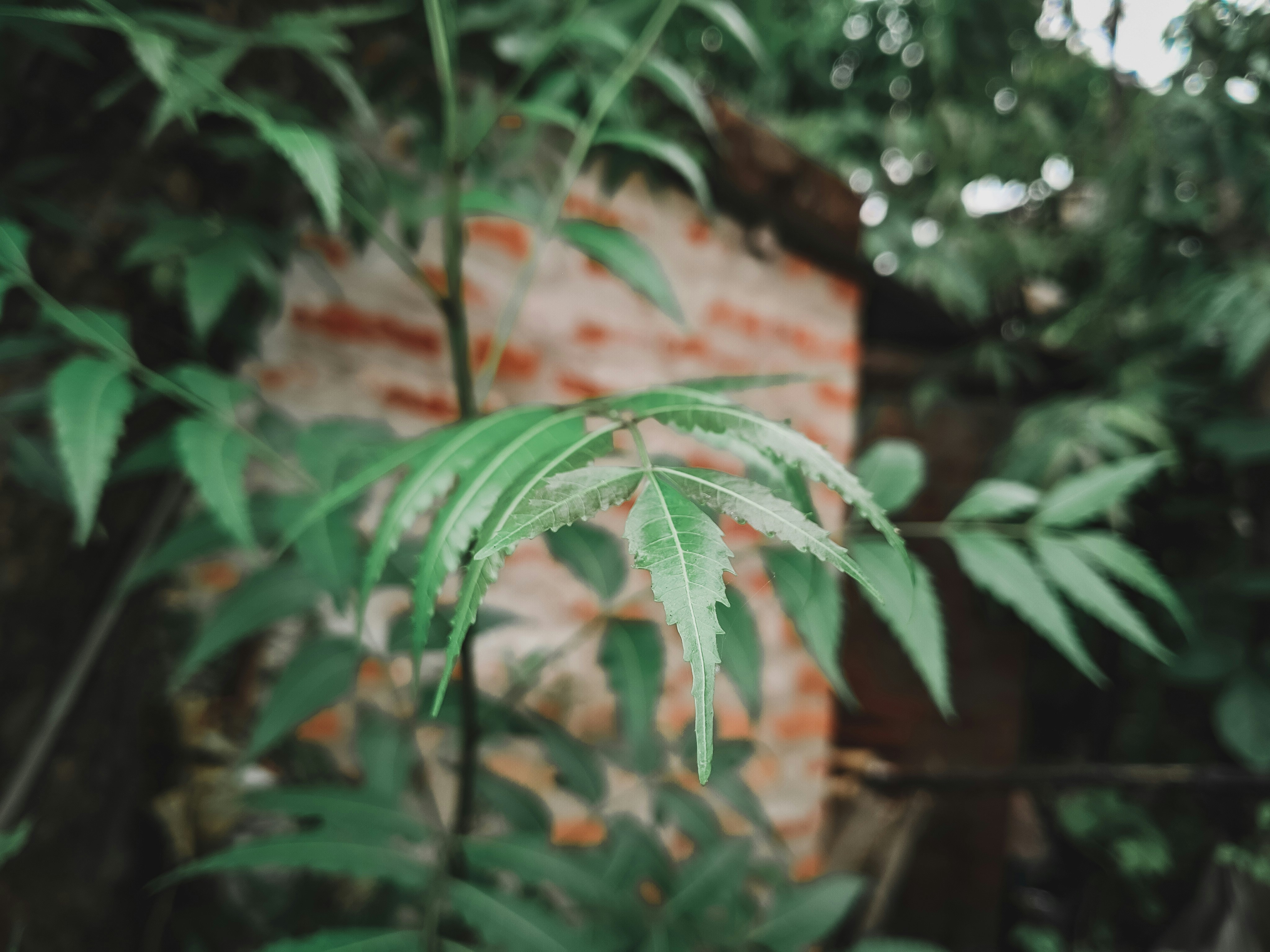 El Uso de Neem en la Tradición India