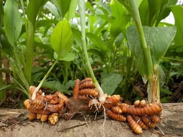 El Poder de la Cúrcuma: Oro Dorado del Āyurveda